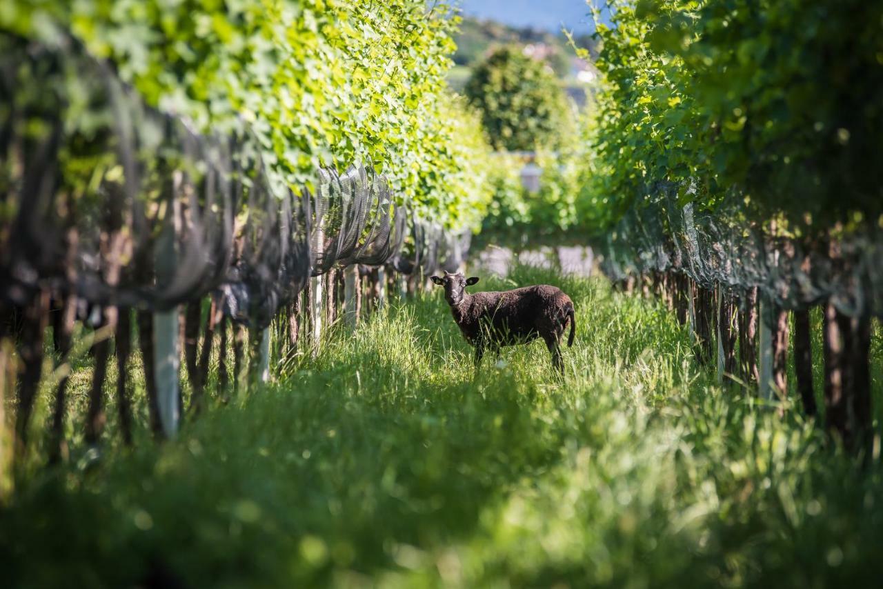 Lochererhof Apartment Appiano Sulla Strada Del Vino Bagian luar foto